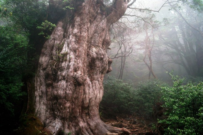 jomon-sugi