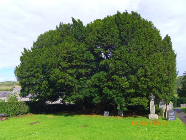 llangernyw-yew