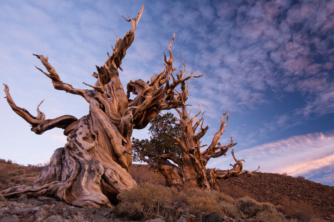 methuselah
