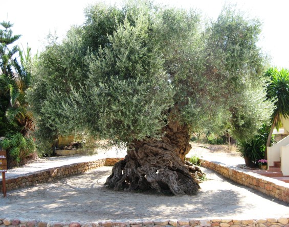 olive-tree-of-vouves