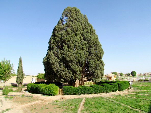 sarv-e-abarkuh