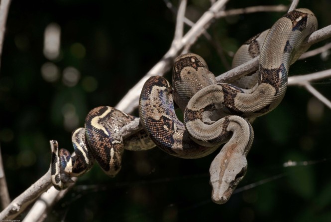 Boa Constrictor