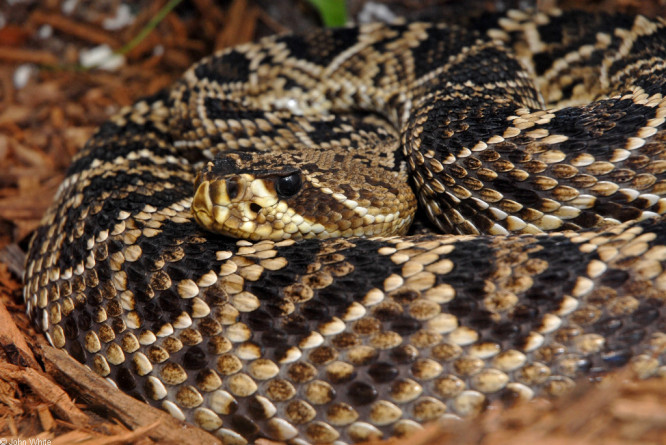 Crotalus adamanteus