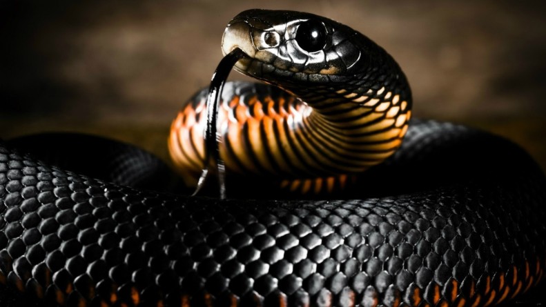Dendroaspis polylepis