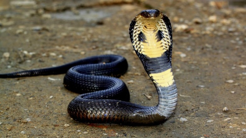 Ophiophagus Hannah