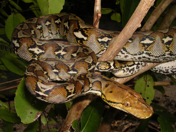 Python Reticulatus