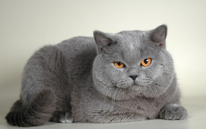 Британска котка