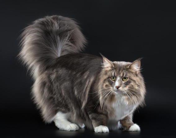 Норвежка горска котка
