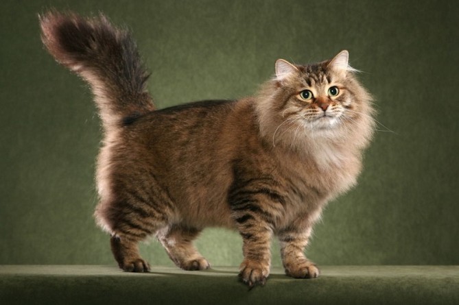 Сибирска котка
