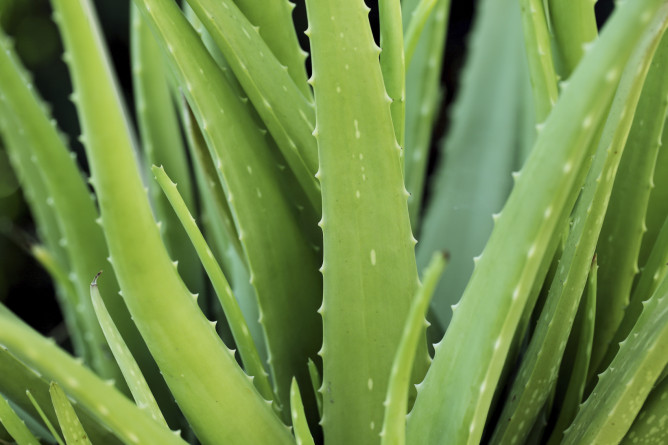 Aloe Vera Plant