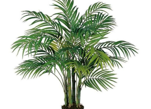 Палма Арека Chrysalidocarpus.Lutescens