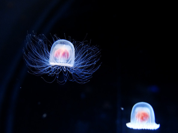 Медуза Turritopsis nutricula