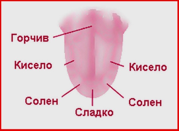 Вкусови рецептори