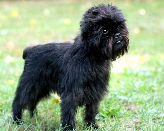 Афенпинчер