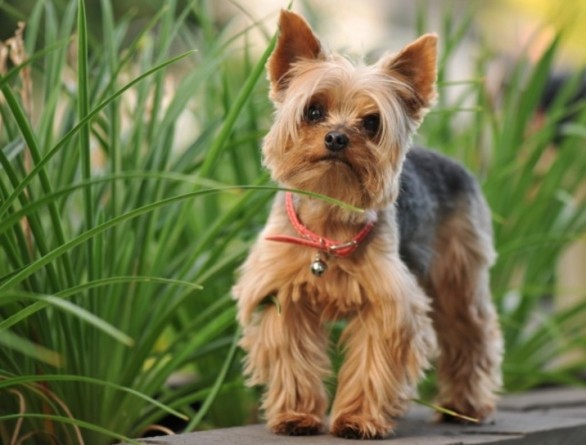 Йоркширски териер