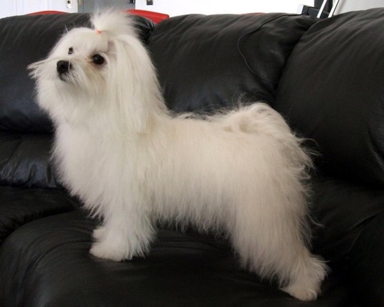 Малтийска болонка