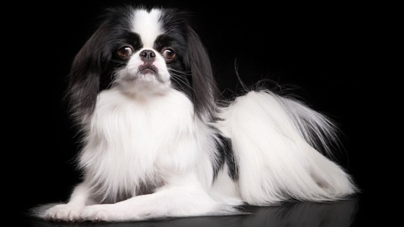 Японски хин