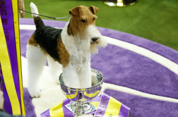 A Wire Fox Terrier "King" is pictured after winning the Best in Show group at the 143rd Westminster Kennel Club Dog Show in New York City, New York, U.S., February 12, 2019. REUTERS/Eduardo Munoz