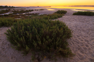 View of the dune vegetation in the early morning in the beach.