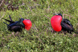 Male Great Frigatebirds (Fregata minor) on Genovesa Island, Galapagos National Park, Ecuador