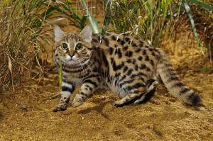 Black-footed cat (Felis nigripes) captive, occurs in Southern Africa., Port Lympne Wild Animal Park, Kent, UK.