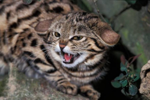 Black-Footed Cat, felis nigripes, Adult Snarling, in Defensive Posture