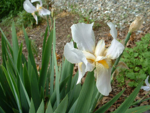 Light_blue_and_yellow_iris