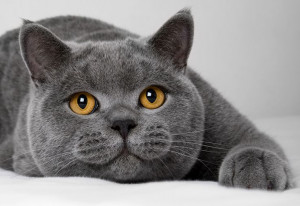 Котка
