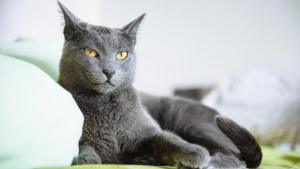 Руска синя котка