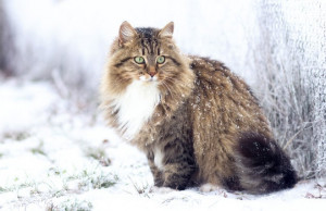 Сибирска котка