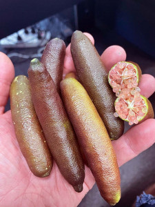 giantpinkfingerlimes2021800w1067h140k_900x
