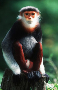 Red-shanked douc (Pygathrix nemaeus)