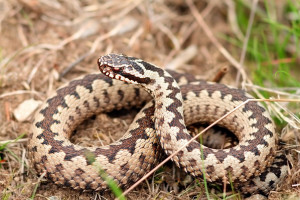Усойницата-Vipera-berus