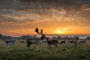 Phoenix Park deer